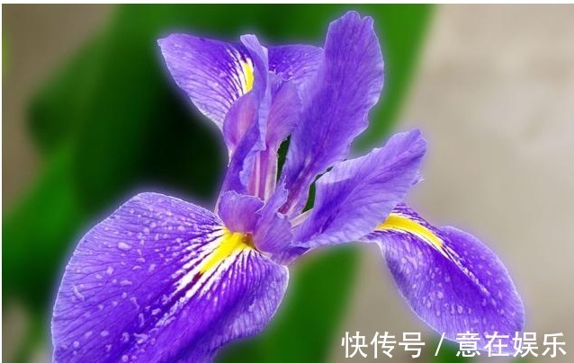 象征着鹏程万里,前途无量,素雅大方的鸢尾花