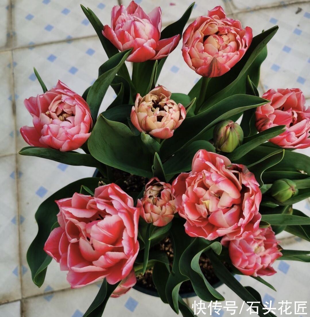 郁金香栽种了3个月，已经满盆长“花苞”，开花漂亮