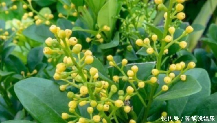 爆盆|4种花家里养一盆，1个月就能开爆盆，冬季一样疯长不停