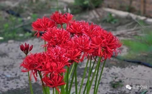 夹竹桃|家里有小孩,这几种花万万不能养,小心“酿成悲剧”!