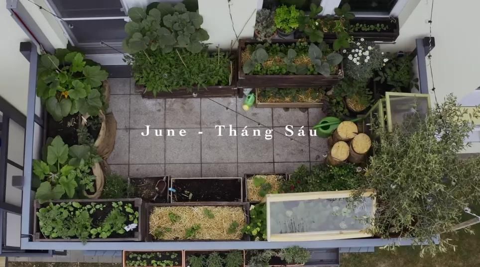 德国主妇将8㎡阳台打造成菜园，不花一分钱种够全家吃的菜