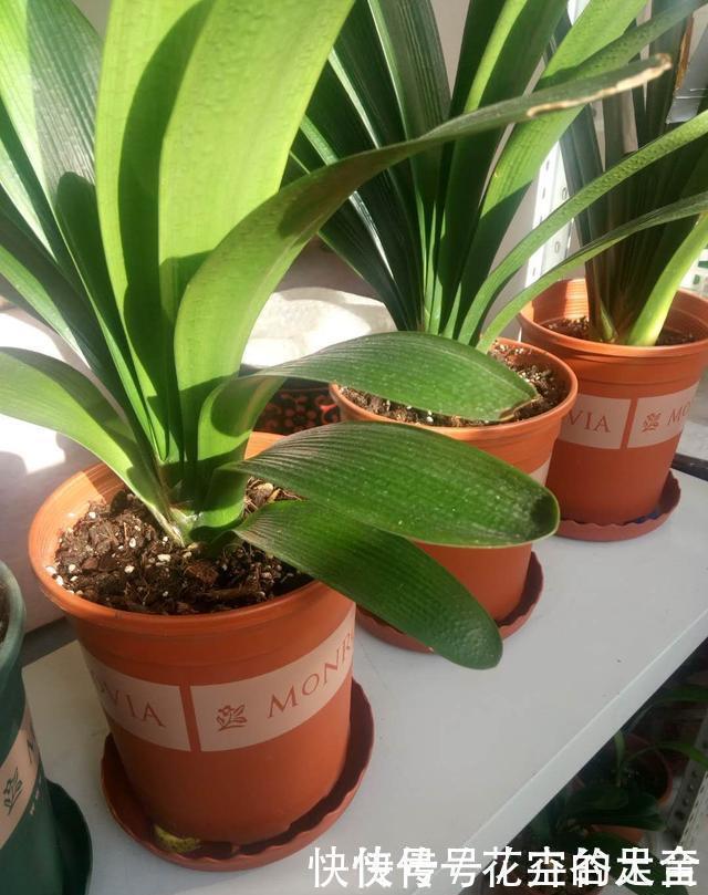 休眠期|养君子兰趁现在,多做2件事,长成大白菜,满盆冒花箭