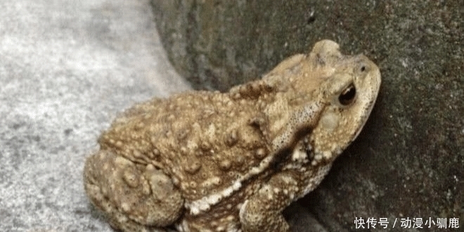 动物|农村这8种动物最好不要碰, 尤其是最后看着都害怕