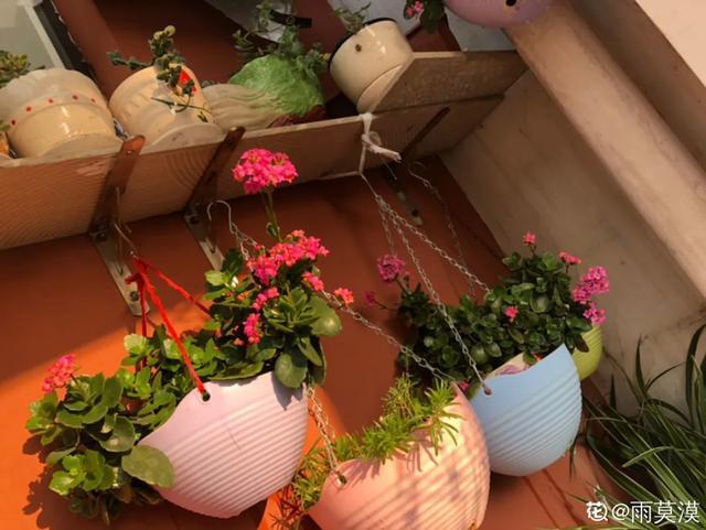 休眠期开花,剪掉才能活,需要一些养护技巧,才能保证安全度夏