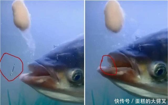 垂钓|夏天手竿钓鲢鳙，要分5个步骤走，先聚鱼再钓鱼，大鱼连竿不间断