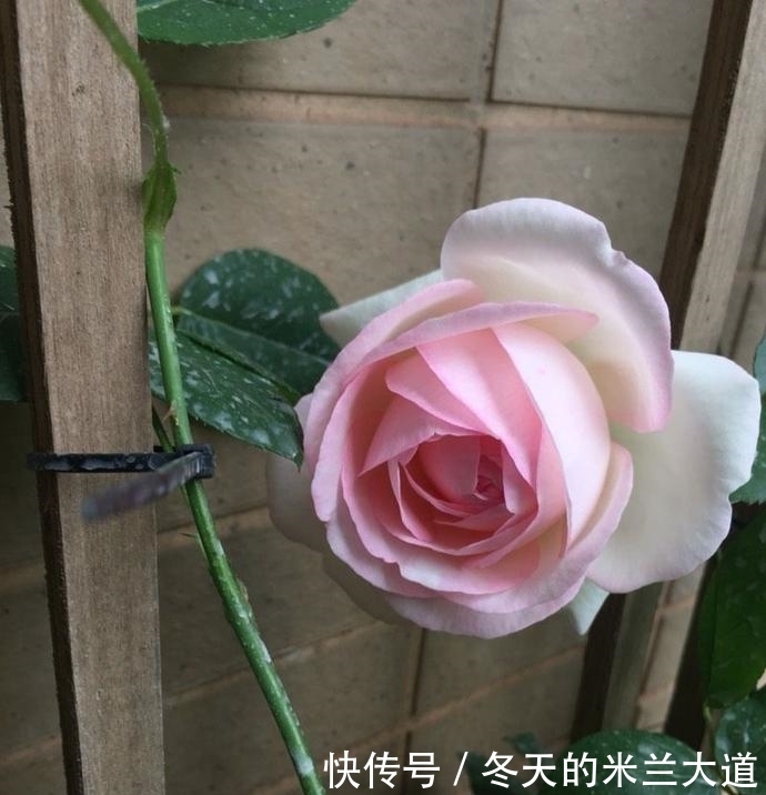 有机营养液|姑娘,其实你养月季的方法一直都是错误的,99%的人都不知道