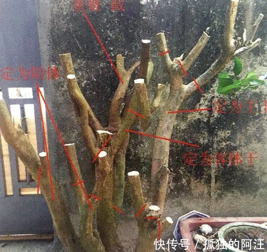 树桩造型是保留双干、三干还是多干,还得树桩自己说了算!