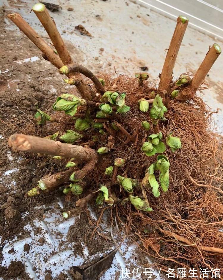 5种花“漂亮花”,十月大降价,便宜也别买,白白浪费钱