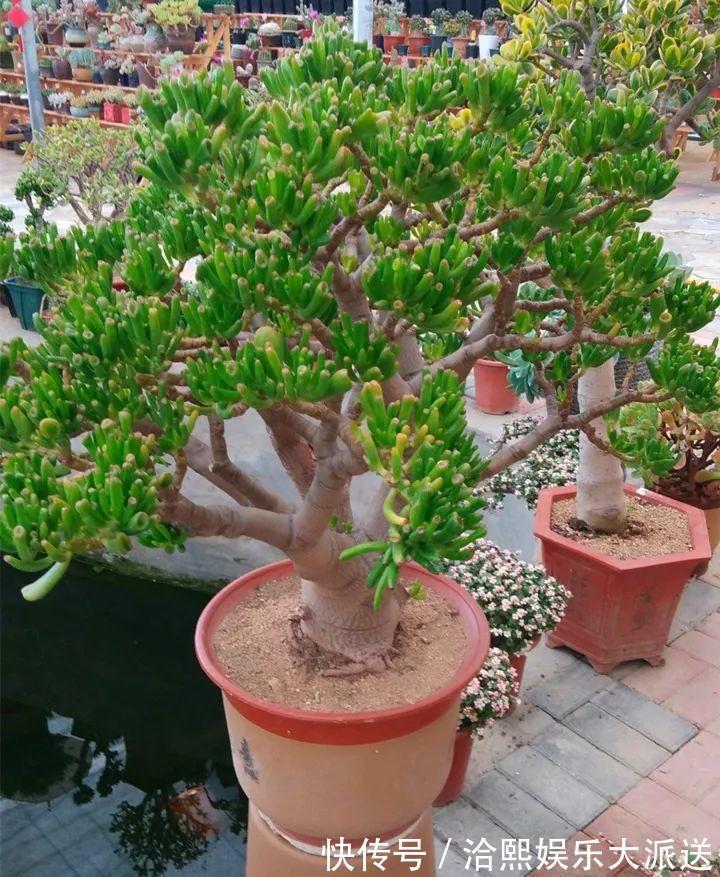 玉树|在家养玉树,记得每月砍一刀,半年长成老桩!