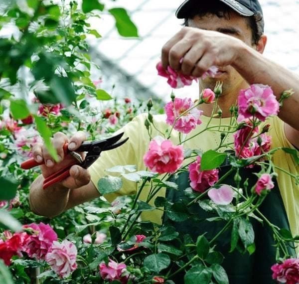  月季花|月季开完花就僵苗、生病是为什么？月季花后护理，给玫瑰做个月子