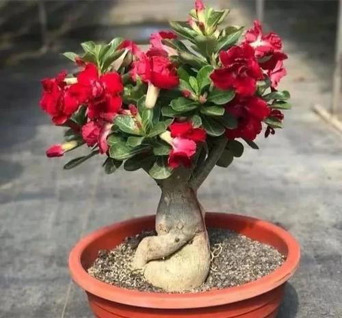 家里|家里养花选它,小盆种少浇水,容易长满盆,适合新手!