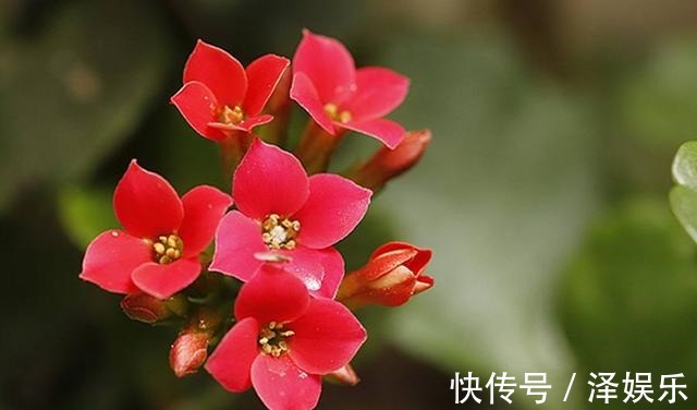 gt|你家长寿花“修剪”了吗趁着花败剪一剪,天气好,还能开一茬!