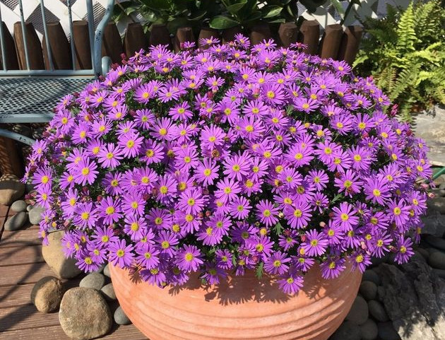 这5种花,吊起来养,开成花球,花多到看不到叶子!