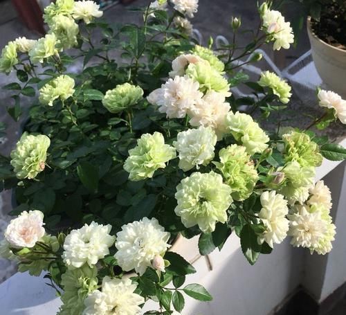 养花就养这几款,花朵粉嫩丰腴,花大色鲜胜百合,放在阳台美翻了