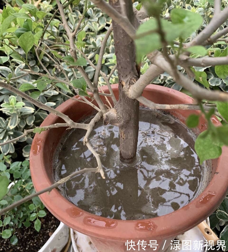 花卉|三角梅买回家以后,简单3步操作,30天花朵爆盆,小白都能养好