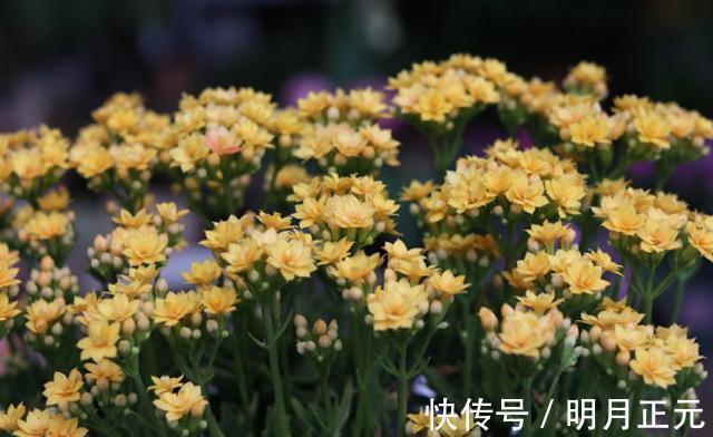 肥料|长寿花有“4喜4怕”,把它记到脑袋里,爆盆开花很容易