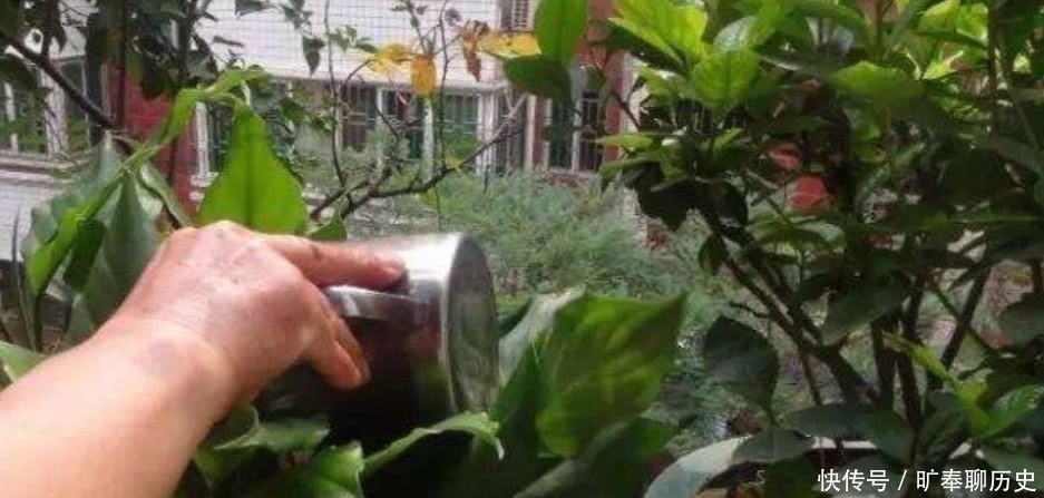 茶叶水残渣,直接倒进花盆里,对花卉有利还是有害