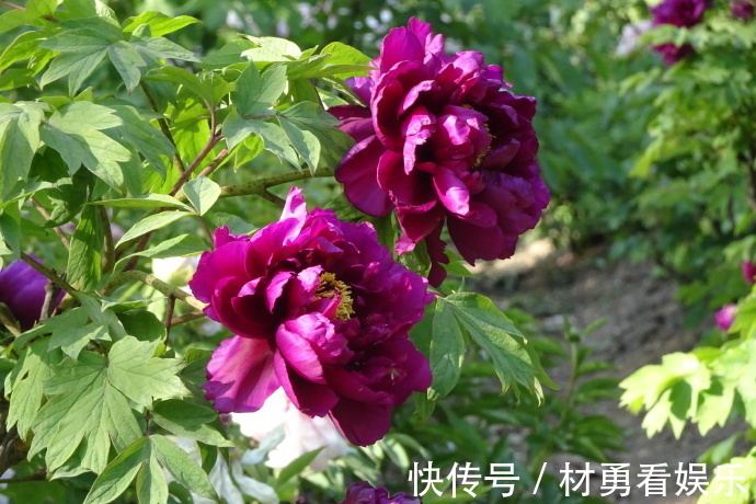 菊花|喜欢菊花,不如养盆“牡丹名品”岛大臣,花团锦簇,娇艳多姿!