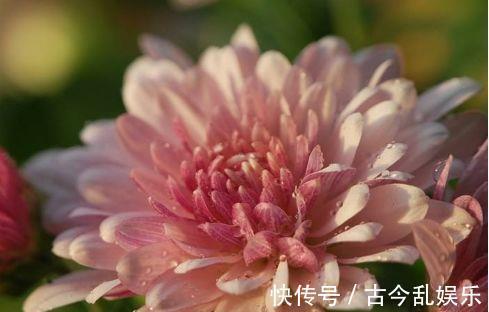 植物|农历7月31日开始,居家养这几款植物,美艳又动人,枝头窜满花苞