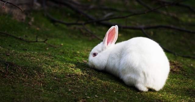 经典|俗语“兔子不吃窝边草”,经典其实都在后半句,然而很少有人知道