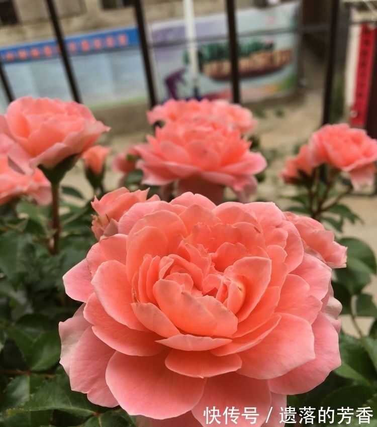 新手|此款花草适合新手养殖,花开媲美玫瑰,花朵姿态万千,美