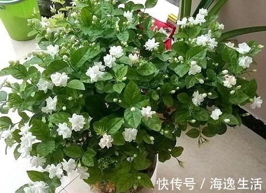 浇水|茉莉盆栽开花少，别怪人不争气，没满足这些条件，谁养都一样