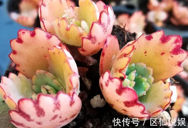 藤本花卉选“夏洛特夫人”,全年开花,花量丰富,阳台变花园