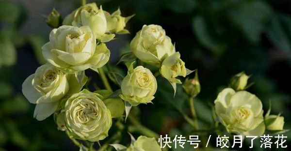 波斯菊|养花试试这几款,从春季到冬季,几乎开花不停歇!