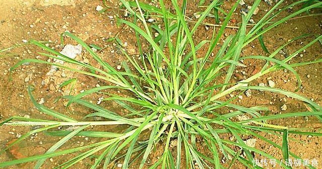 人稱“拔不動”,卻因繁殖力,常被除掉,殊不知8元一斤