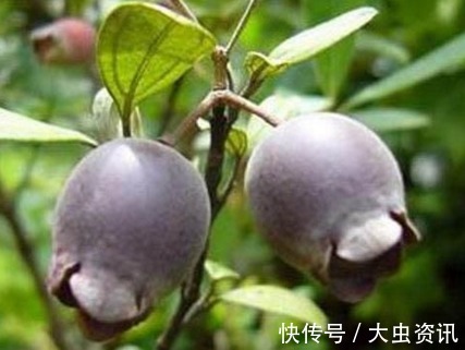 害虫|助阳补阴,明目壮肾的乌饭子,农民掌握种植要点,收获高产乌饭子