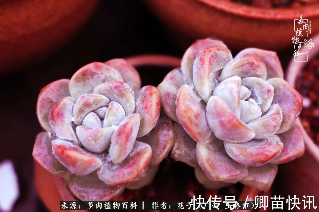 为了爱情来到陌生城市,偶遇多肉,地老天荒的爱恋!