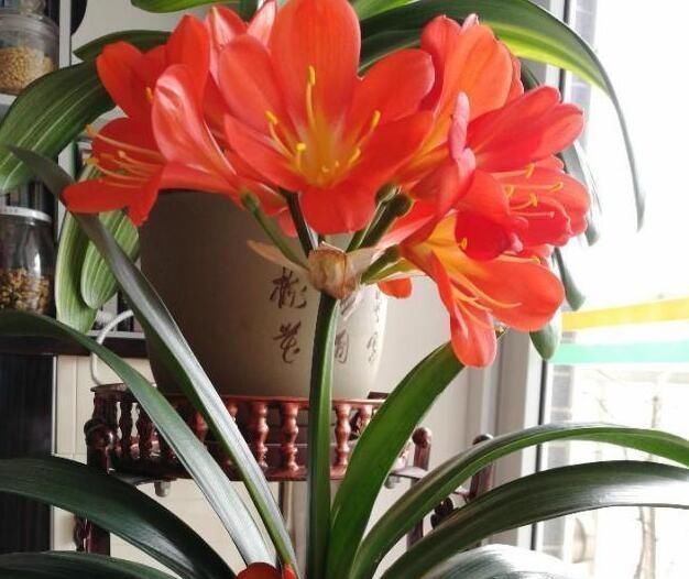 君子兰是多晒好,还是少晒好很多人弄反了,难怪黄叶不开花