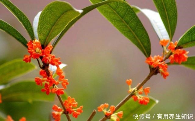 “这种树”养阳台,秋季就能开花,比香水还香,放哪都是一道风景!