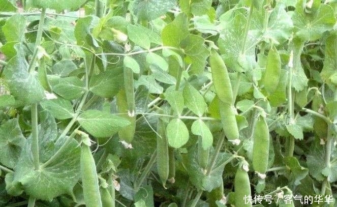  下降|营养师：三高最怕它，越吃血管越干净，坚持1个月，三高平稳下降