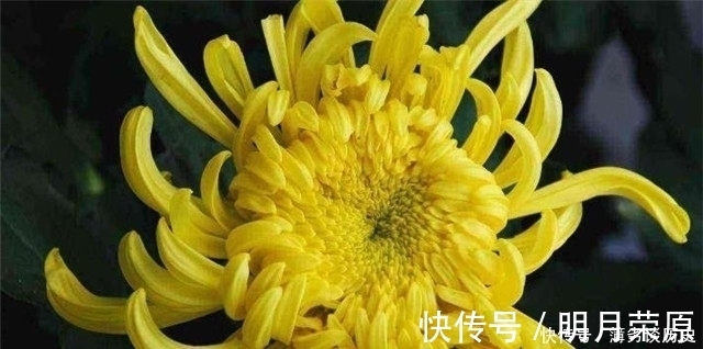 达观|黄庭坚的快意《鹧鸪天》菊花词两首,一首比一首狂放,堪称菊花之醉!