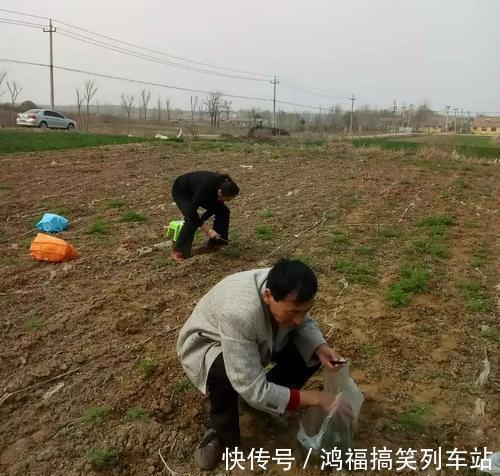 农民们|北方人爱吃的野菜,人称“护生草”美味对身体好,市场一斤10元