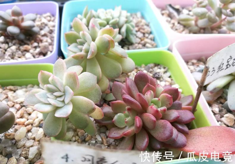 教你一招,把多肉养的萌胖萌胖的