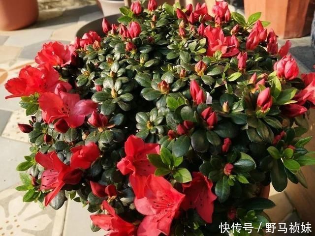 叶子|6种花一天不浇水,叶子就耷拉,缺水3天就死翘