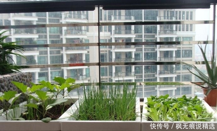“大阳台房”鸡肋?才不会,看我老婆种的花草、蔬菜,邻居都吃腻