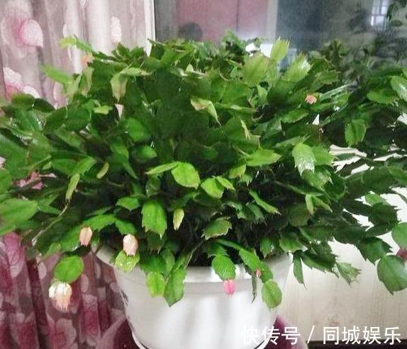 10月养蟹爪兰只要做好“小细节”，不掉花苞，越开越水灵