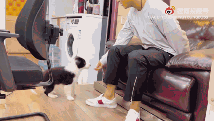 隔壁|黄子韬训成神狗,隔壁宋亚轩投来羡慕的目光