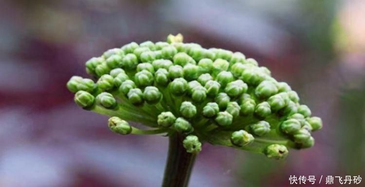 田七花|脸色暗黄的女性,再穷也要买3种食物,不出1个月,皮肤掐出水