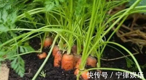 土壤|阳台种菜乐趣多，4种适合盆栽的蔬菜，养上几盆，绿色健康又好吃