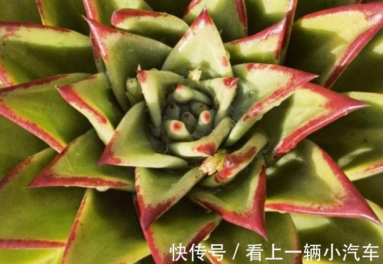 多肉出状态其实很简单,做好这些,新手也能养出很漂亮的多肉