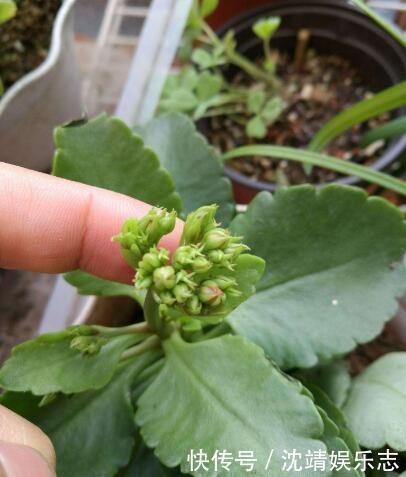 小动作|长寿花开完后,一个小动作,6个星期后,又开花了,花多又鲜艳