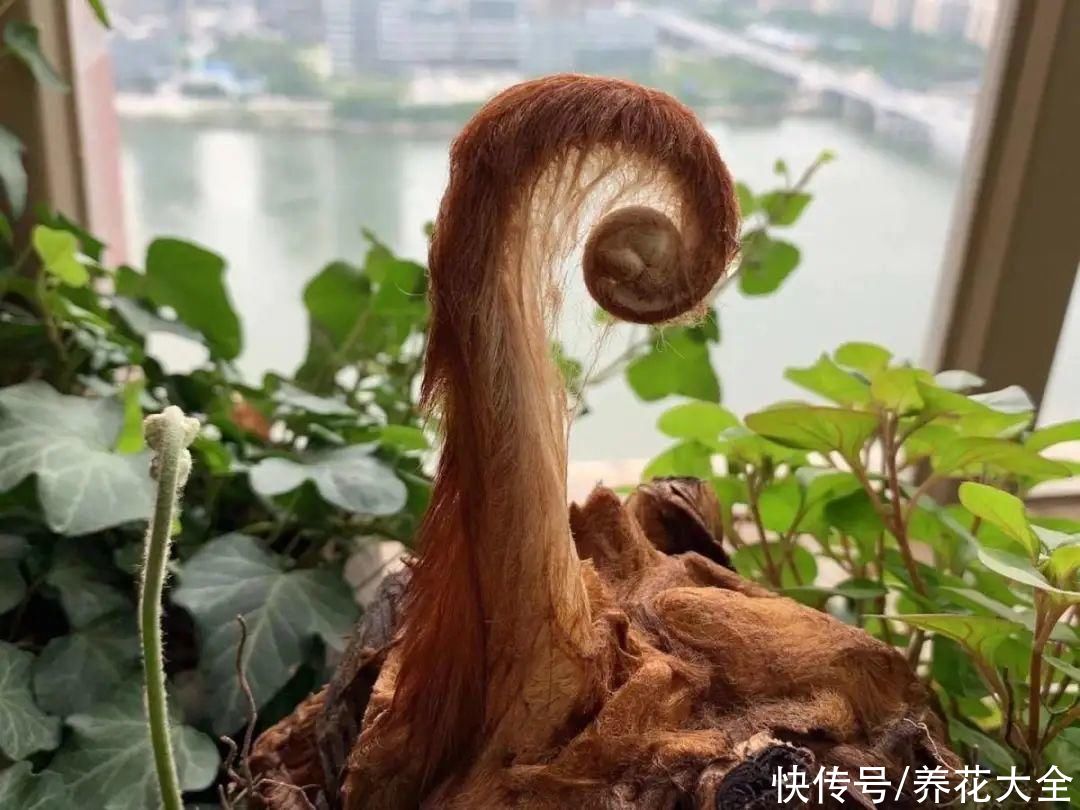 野花|稀奇的野花不要碰，保护都来不及，采了要出大问题