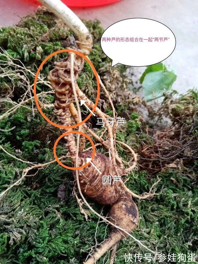 野生人参纯度鉴别