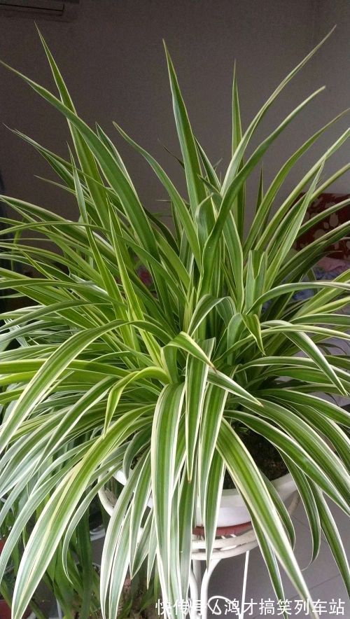 这6种花，是净化空气的小能手，为了健康，家里一定要放一盆