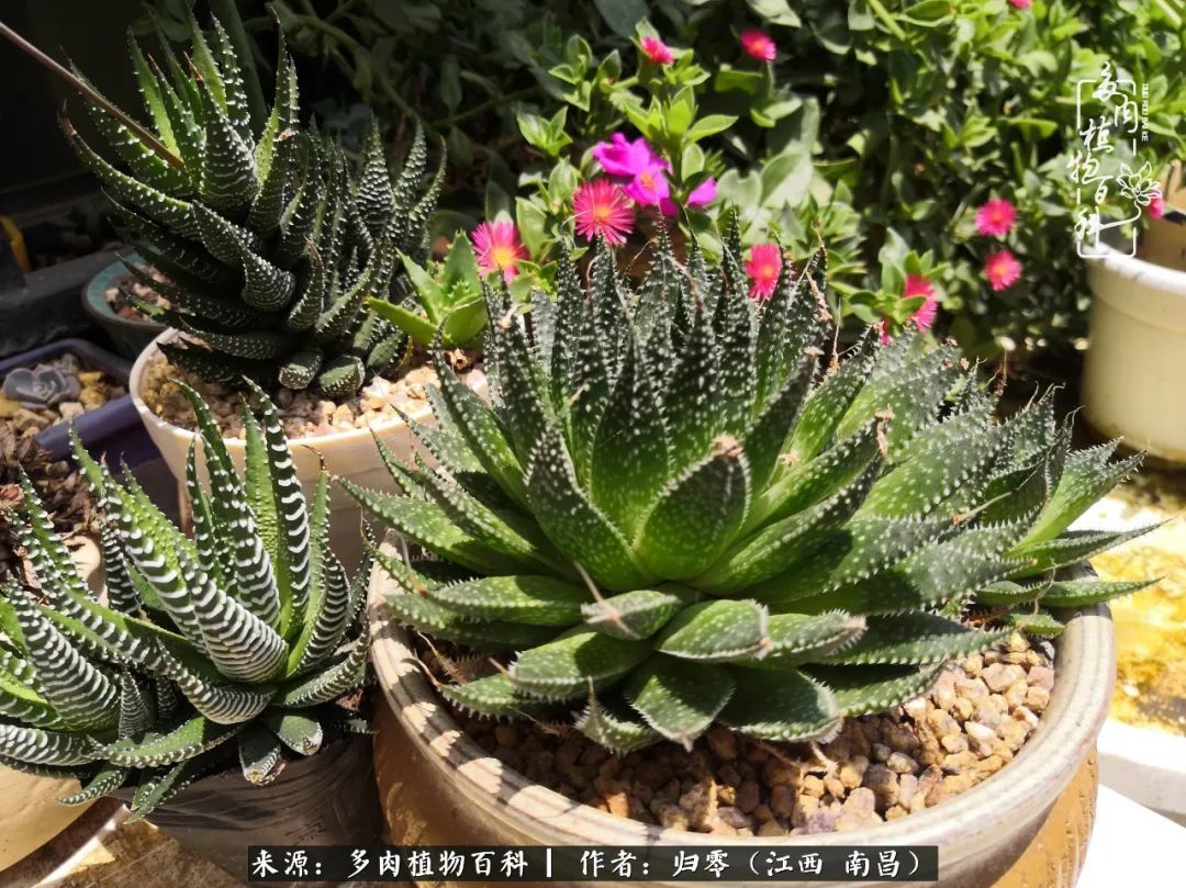 肉肉|人生转个弯，在小院遇见落入凡间的多肉小精灵！