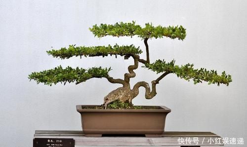 生存率|盆景桩材养坯、上盆，基质里加河沙，不仅提高生存率，还促生长